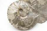 Iridescent Hoploscaphites Ammonite Pair - South Dakota #209700-3
